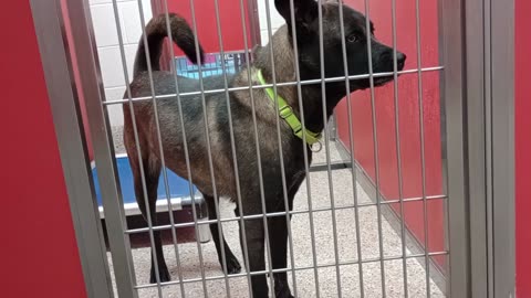 Megan-black 1y A830524 kennel 48 pod 2 PACC shelter she really did behave herself nicely20250806755