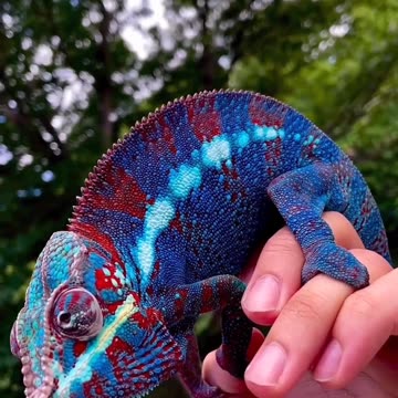 Madagascar chameleon