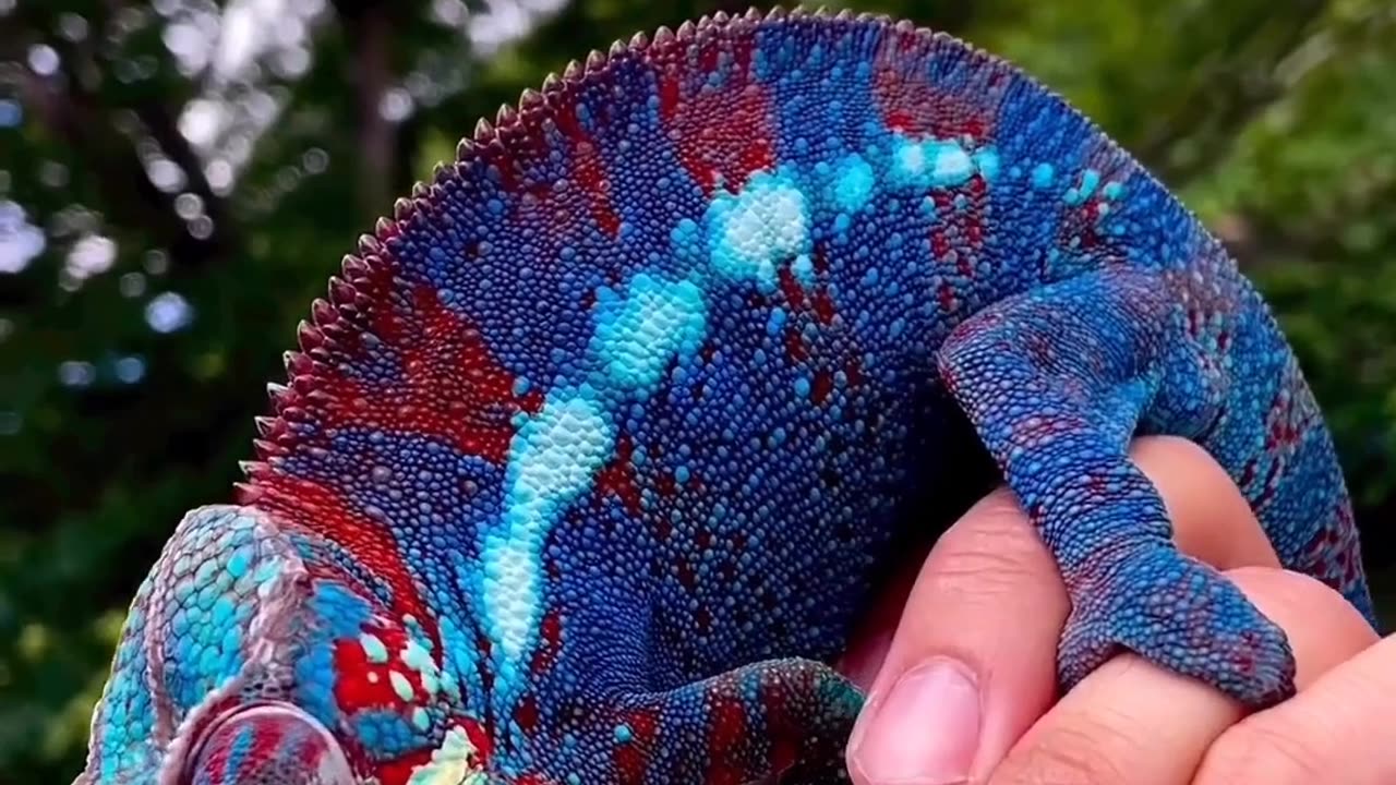 Madagascar chameleon