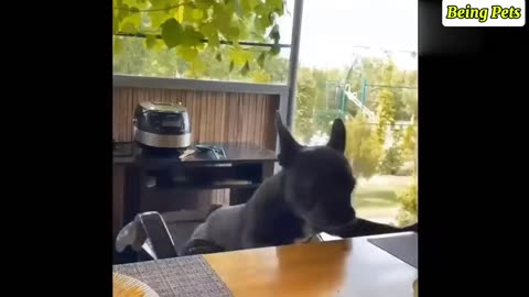 being pets - new-funny cat and dog videos