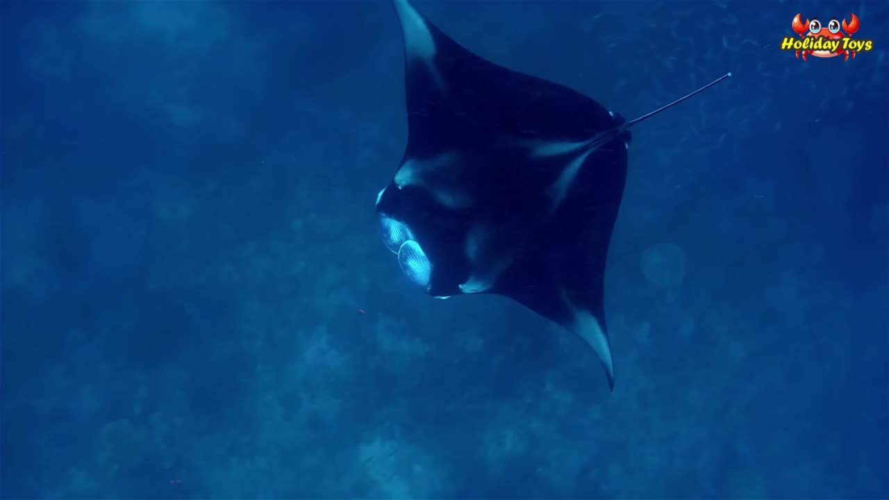 Mola Swims Avoiding Other Animals Because it is Shy