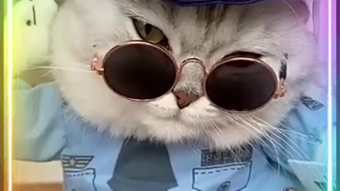 Funny videos of cats and kittens