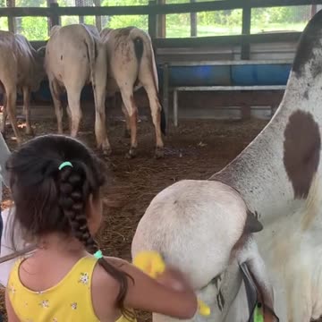 Mi niña ❤️ #gyr #mundoganadero #honduras #live #amor #toros