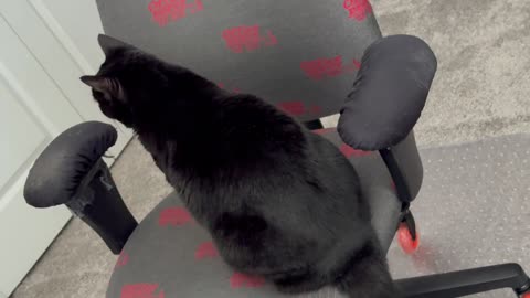 Cute Precious Piper Keeps a Close Eye on the Office - My Adopted Shelter Cat Vlog