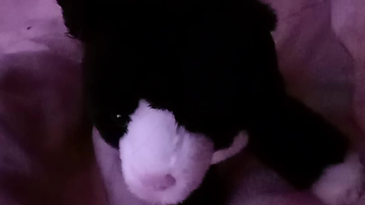 Conway's Master Plan.The Black and White Tuxedo Kitten. Kitten. #3