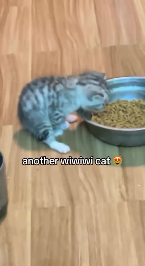 Love the WeeWeeWee kittens 😊