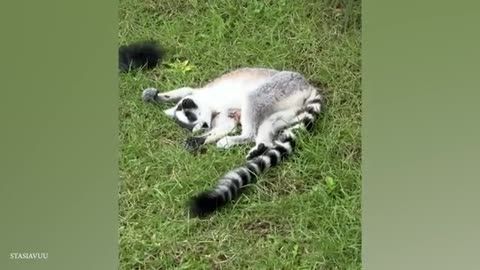 Funny animals of 2025 😂