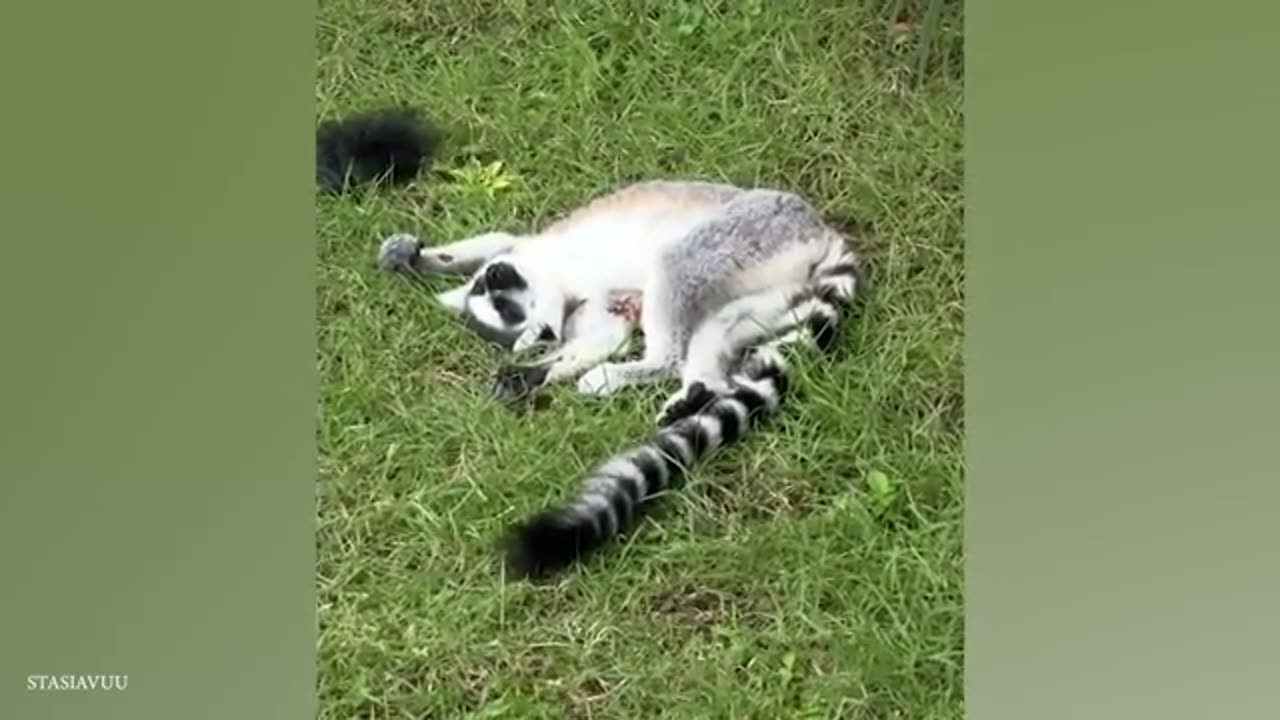 Funny animals of 2025 😂