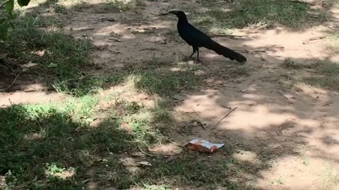 The bird try to open GOLDFISH and asking help..
