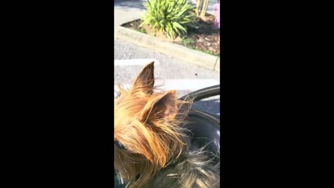 Yorke Kaylee goes to Walmart in golf cart