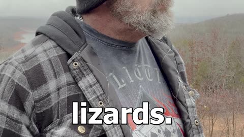 Lizard Collection