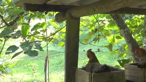 How to make wooden nests for chickens to lay eggs