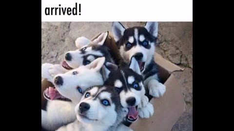 121625 FUNNY Laugh Out Loud Hilarious Memes Jokes Cartoons