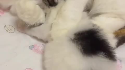 You're Next 😹😸