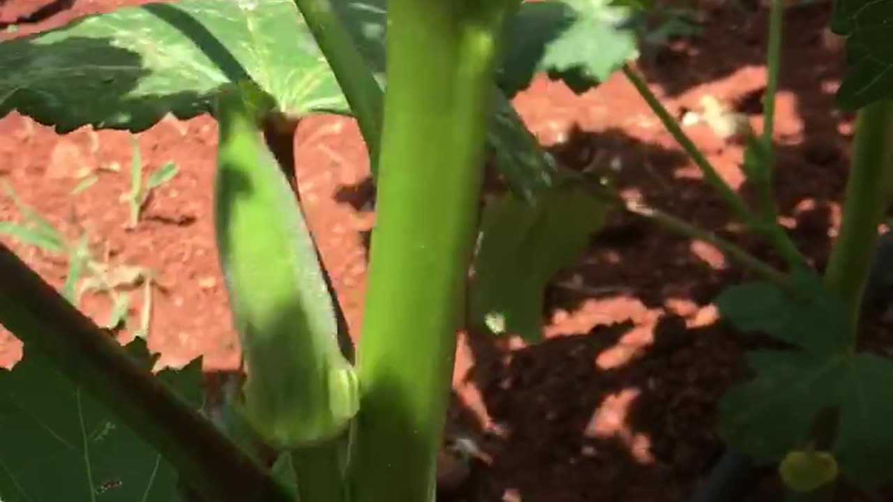 Okra plant and flower