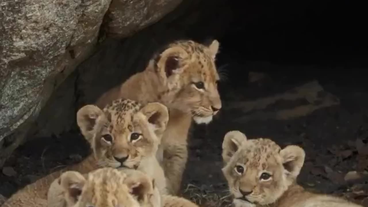 Lion cubs are the playful heart of Africa's savannas.