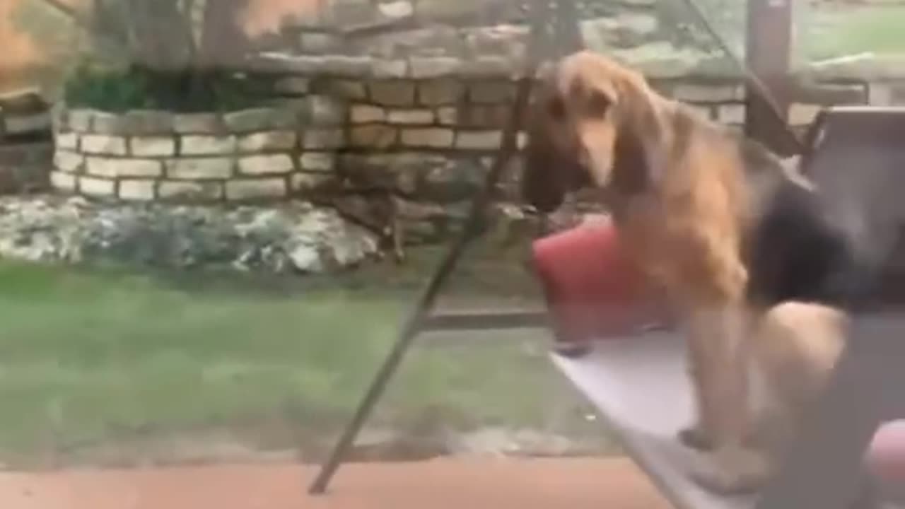 funny videos