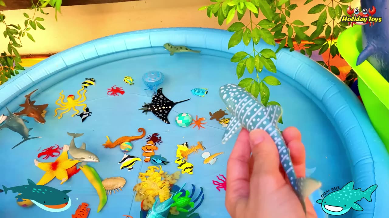 Train Dolphins to Swim with Stingrays on the Beach