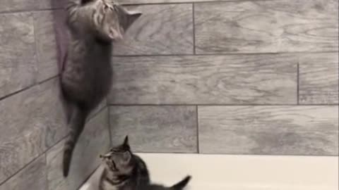 Cats Are Just Weird, Aren't They? Take some funny moments with cats #funny