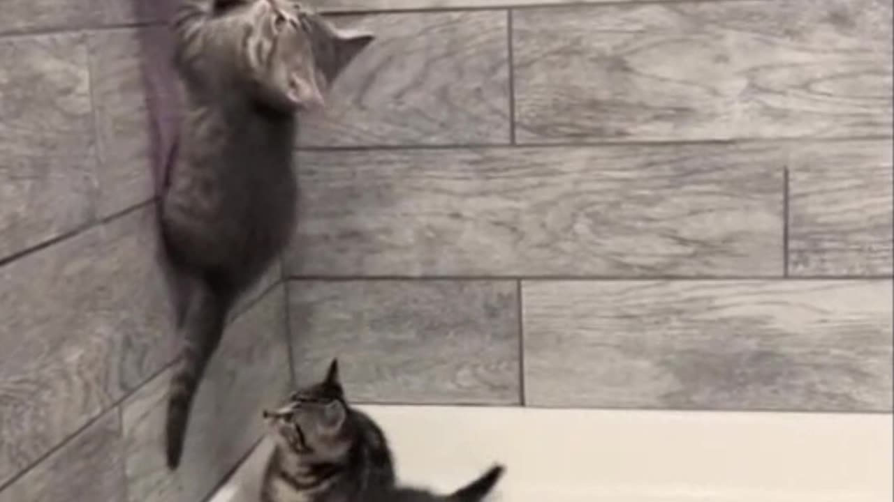 Cats Are Just Weird, Aren't They? Take some funny moments with cats #funny