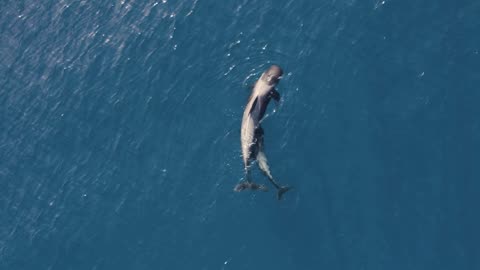Mommy and Baby Dolphin
