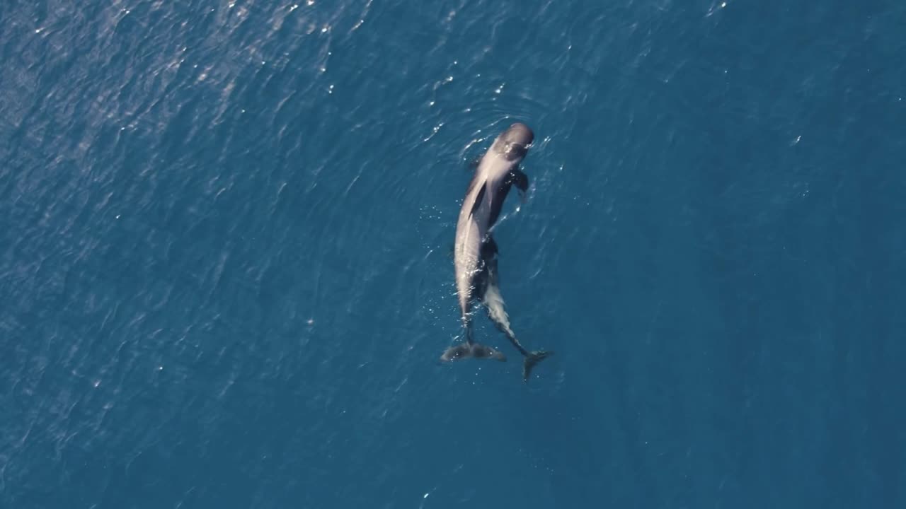 Mommy and Baby Dolphin
