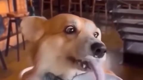 Funny Animals 2025 Funny Cats and Dogs Video Part 10