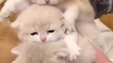 lovely cats