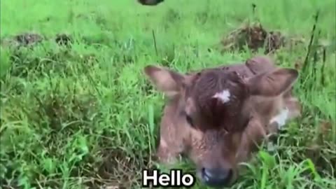 Mother’s Love Knows No Bounds 🐄💞 | Proud Cow Mom Moment 🥹#MotherLove ❤️ #CowLove 🐄 #NewLife 👶