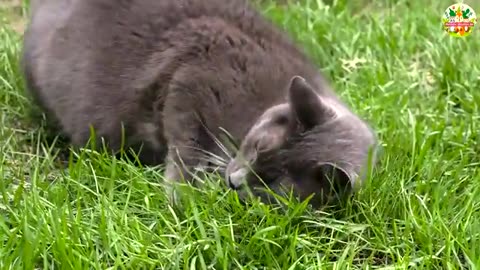 Playful Kittens on the Grass 🐾 Relaxing Cat Sounds _ Beautiful Cat Compilation