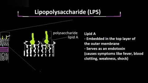 Structure and Function of LPS, Explained