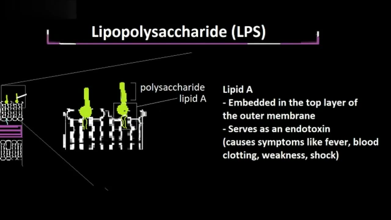 Structure and Function of LPS, Explained