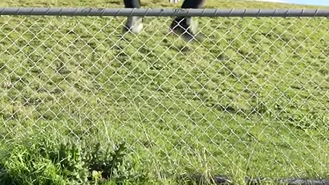 How Animals Get over Fences/ Funny emojis