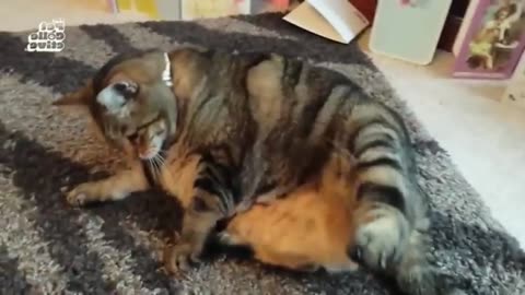 Cute Animal Reactions to Snow 53