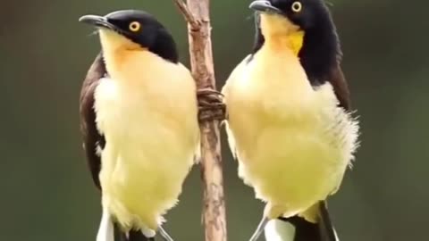 Two Birds Playing