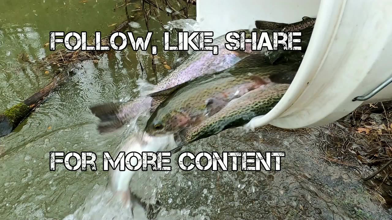Trout Deliveried