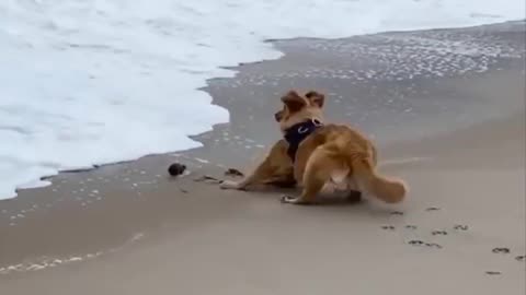 funny video