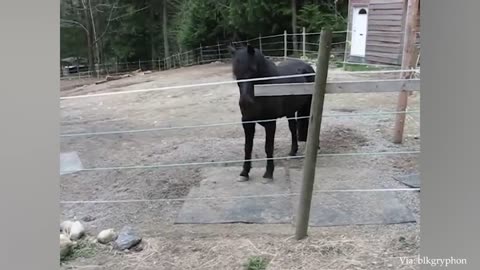 Hilarious Cats & Dogs: The Ultimate Laugh-Out-Loud Pet Compilation!