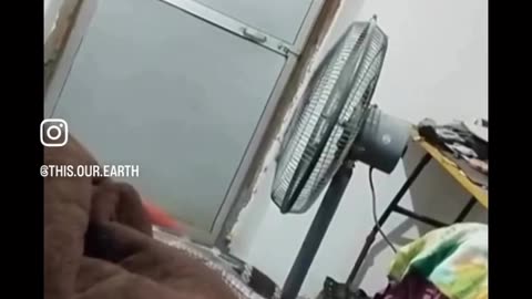 Snake silently enter a house