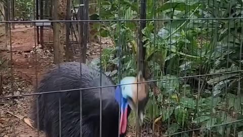 Cassowary the most dangerous bird in the world