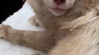 Cute White Fox