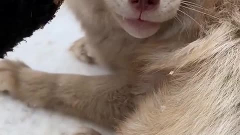 Cute White Fox