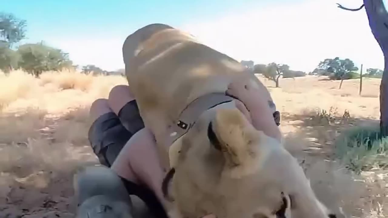 A kind man rescued an abandoned lion cub and then adopted it ❤️