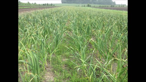 Garlic Shoots Garlic Scape June 2026