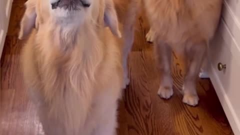 My Dogs say "Good Morning" 🐶|