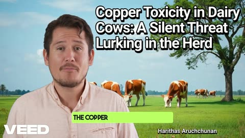 Beware:Copper Toxicity a Hidden Dangers to Dairy Cows