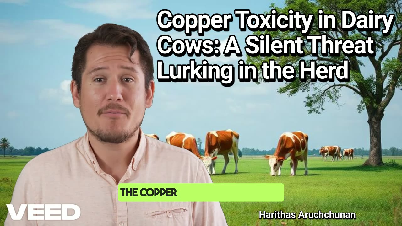 Beware:Copper Toxicity a Hidden Dangers to Dairy Cows