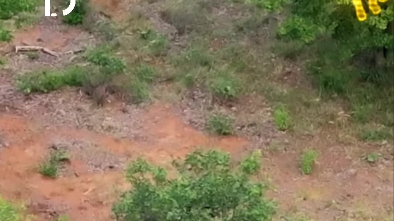 Baiting Lions The Wild Encounter You Won't Believe MR BEAST