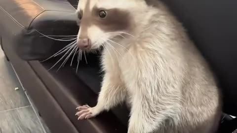 Raccoon Core