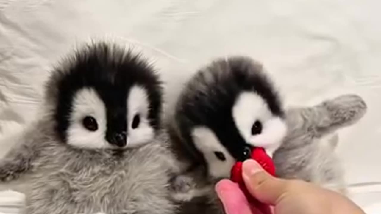 cute baby penguin